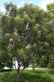 Bois de juda